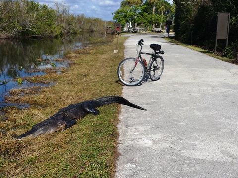 Bike Shark Valley, Everglades National Park, alligator